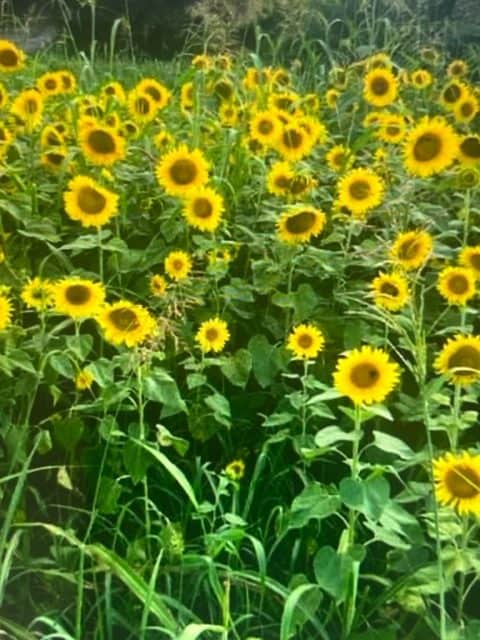 Sunflowers multiple rotated
